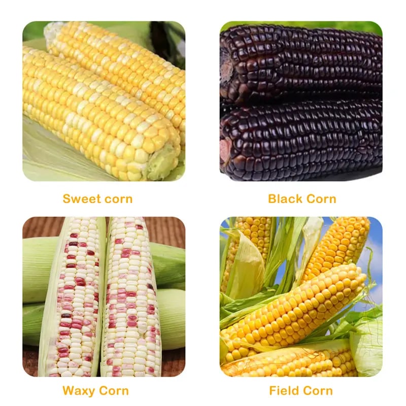 🔥BUY 1 GET 1 FREE · ONLY $10.99 EACH🔥Corn Kernel Peeler – Easy Corn Cob Stripper for Quick Kernel Removal🌽🌽🌽